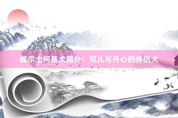 威尔士柯基犬简介：可儿与丹心的伴侣犬